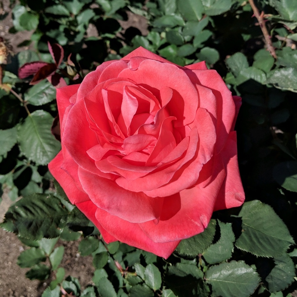 Meet your Posher, Molly